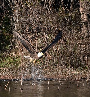 On the hunt Bald Eagle.jpg