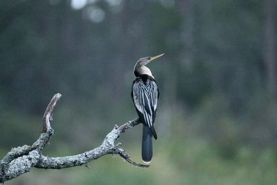 Anhinga.JPG