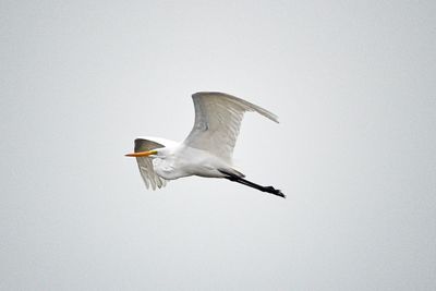 Great White Egret.jpg