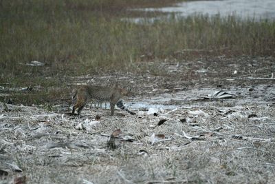 Bobcat.JPG