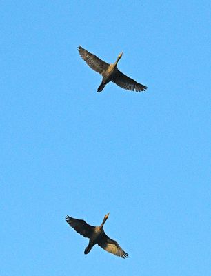 Cormorants in mid flight.jpg