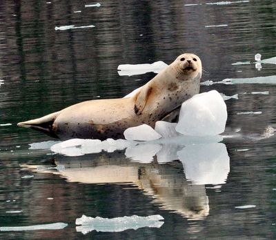 Seal