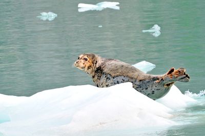 Seal on Ice Flow