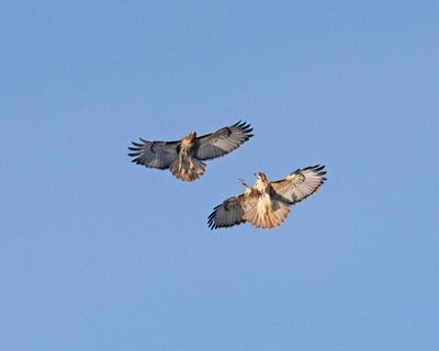 Hawks-Fighting.jpg