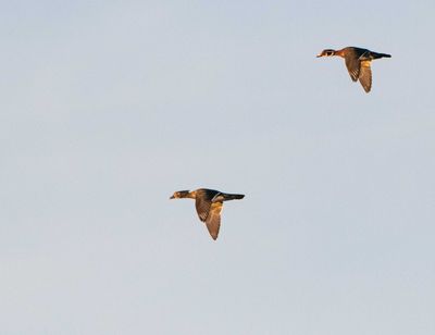 Wood-Ducks.jpg