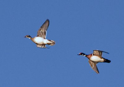 Wood-Duck-pair.jpg