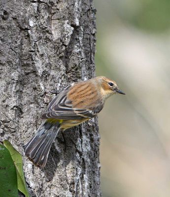 Pine Warbler