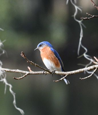 Bluebird, Male