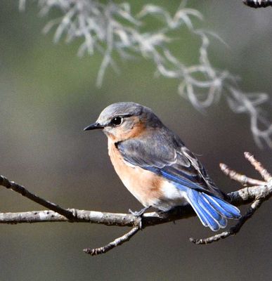 Bluebird, female