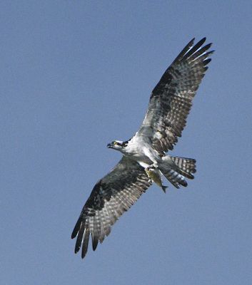 Gallery of Birds