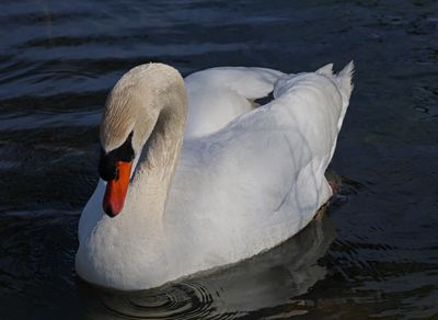 6J1A0522  E2  C.jpg