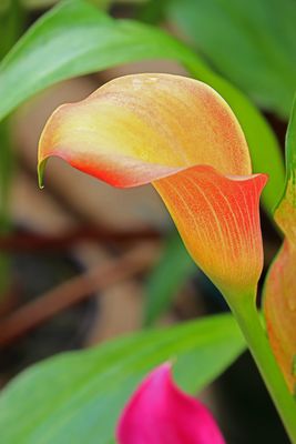 IMG_5416 E2.jpg