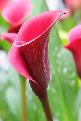 IMG_5429 E2.jpg