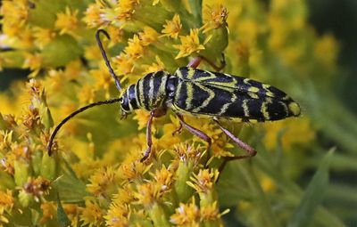Locust Boring Beetle.jpg