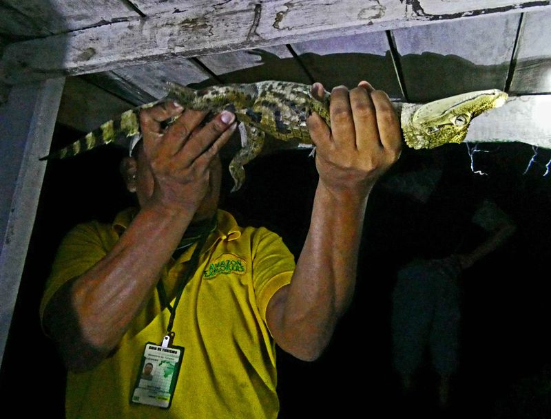 Caiman in tonic immobility after 15 seconds on its back