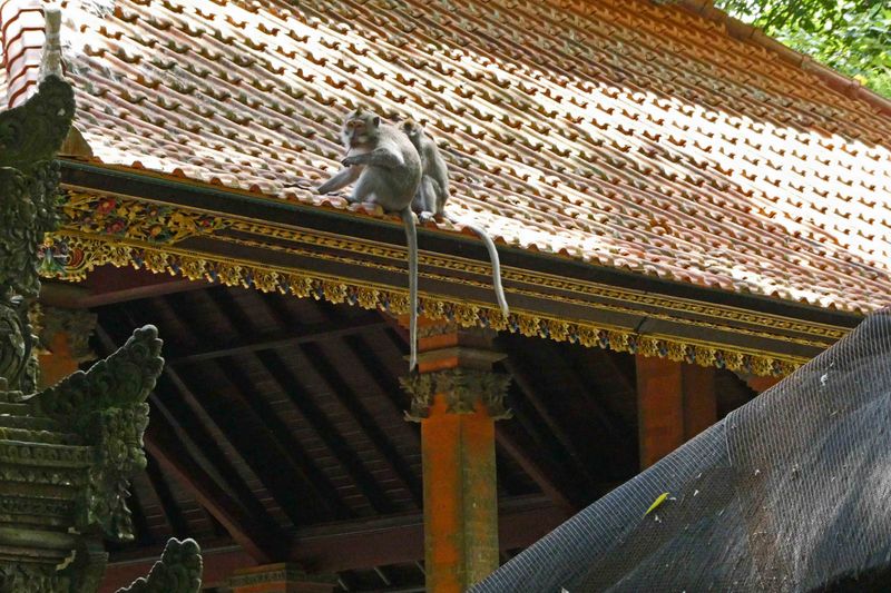 Monkeys on the roof of the Main Temple in the Monkey Forest Sanctuary in Ubud