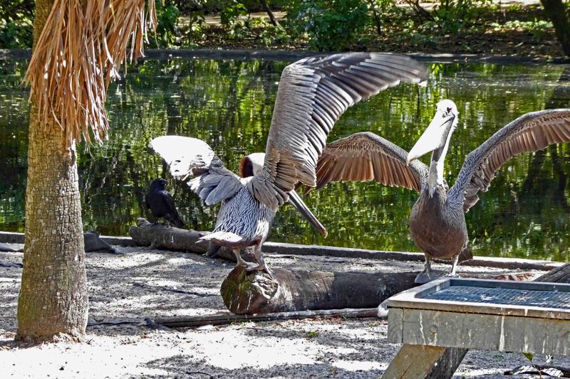 Pelicans