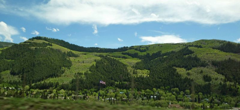 Patchwork of pine trees and aspen trees in White National Forest