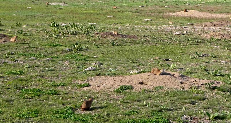 There are a lot of prairie dog towns in Custer State Park