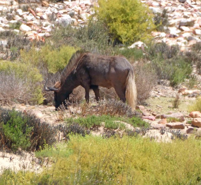 Black Wildebeest (also know as white-tailed gnu) in Aquila Gamr Reserve.JPG