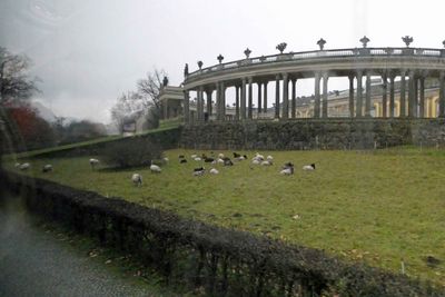 Sheep grazing in front of Sansoucci Palace