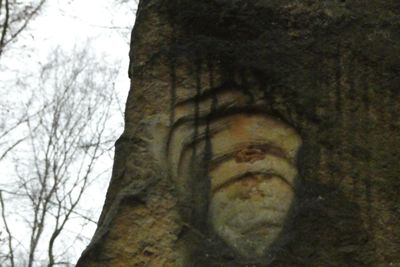 Cretaceous fossil from Saxon-Switzerland National Park