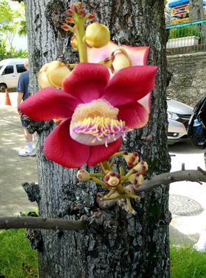 Flower on the 'Cannonball Tree'