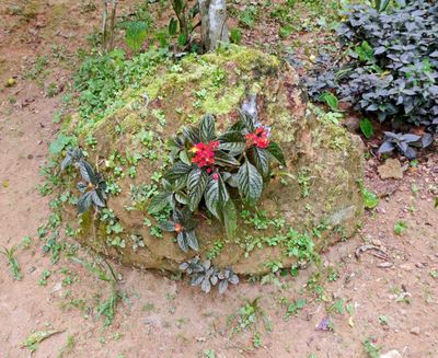 Flower growing on a rock in the Amazon Jungle
