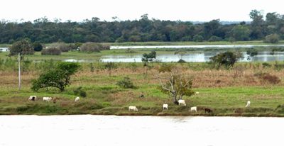Cattle grazing on the bank of the Amazon River