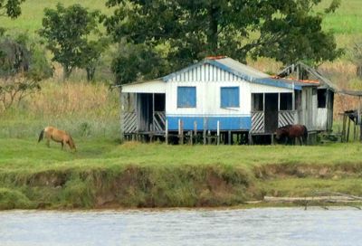 Horses grazing on the banks of the Amazon River