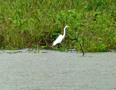 Great Egret on the shore of Lake January