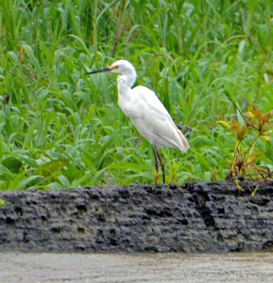 Snowy Egret on the shore of Lake January