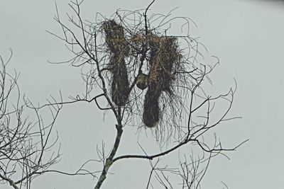 Strange birds nest on January Lake