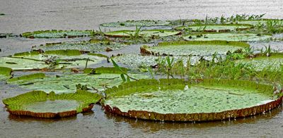 Victoria Amazonia lilies  up to 6' across