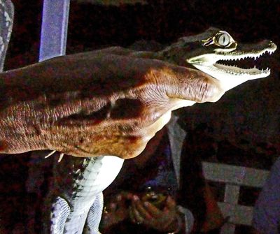 Caiman are momentarily hypnotized by light