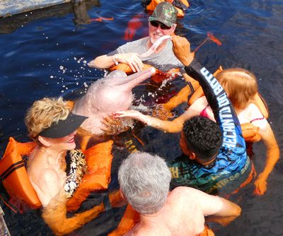 Interacting with a Freshwater Pink  Dolphin