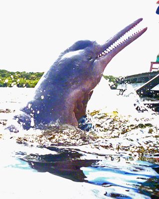 Pink Dolphin showing his teeth