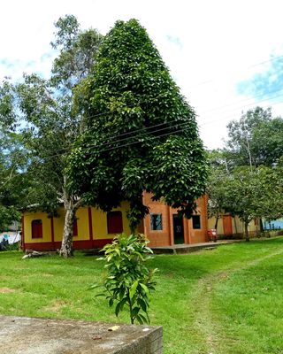 Interesting tree in the  village of Nossa sra Perpetuo Socorrow