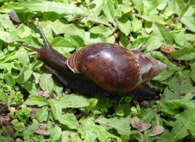 Large snail in Le Bambou Restaurant Garden