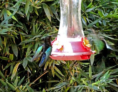 Hummingbird on feeder in Balata Gardens