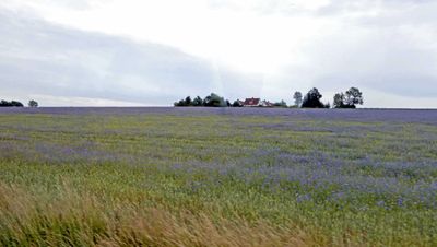 Lilac field on Bornholm Island, Denmark