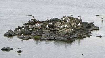 Birds off the coast of Bornholm Island, Denmark