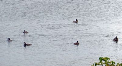 Eiders are 'seaducks' commonly found near Bornholm Island, Denmark