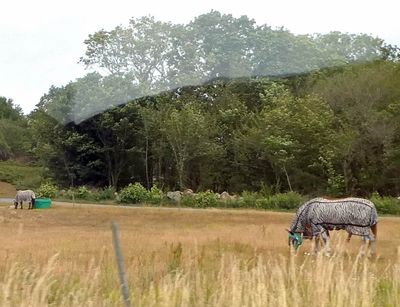 Horses wearing 'fly-covers' on Bornholm Island, Denmark