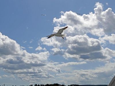Seagull flying alongside our balcony in the Stockholm Archipelago