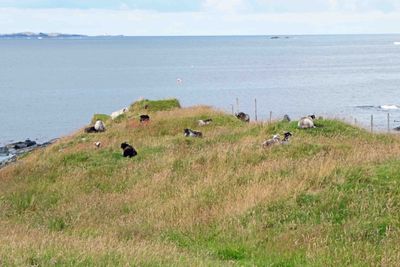 Sheep on a hill along Kyststien (the Coastal Path)