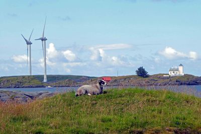 Windmills, Sheep, and a Lighthouse along the Coastal Path near Haugesund, Norway