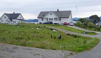 Sheep on Giske Island, Norway