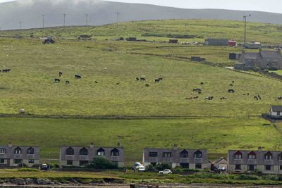 Sheep and cattle on Bressay Island