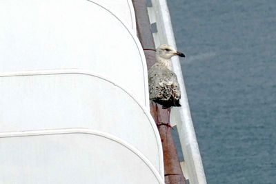 A seagull visiting one of our neighbors on the Island Princess